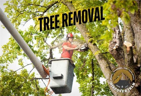 Dead Or Alive Tree Service