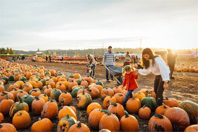 Carpinito Pumpkin Patch & Corn Maze | 2024 | Kent, Washington